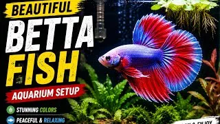 Thumbnail: Beautiful Betta Fish Aquarium Setup | Stunning Colors & Peaceful Swimming 🐠 #bettafish #aquriamfish 