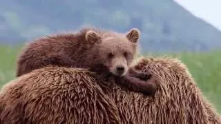 Thumbnail: Marston Smith - Child in Us (Scene from 'Bears')