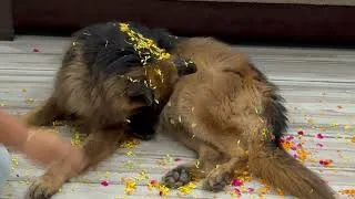 Thumbnail: Happy Holi to all Hoomans and all my friends…..🩷❤️🧡🧡💚#holifestival #dogsofinstagram #reels