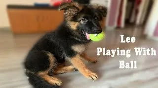 Thumbnail: Leo Playing With Ball I Life of Leo - A German Shepherd......