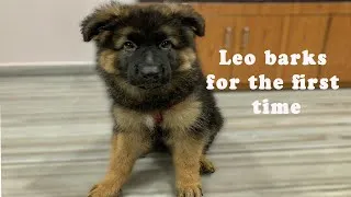Thumbnail: German Shepherd  Puppy Barking for the First Time | Compilation (Super Cute Video)