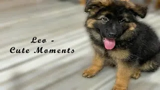 Thumbnail: Leo Cute Moments I LIFE OF LEO - A GERMAN SHEPHERD.....#germanshepherd #lifeofleoagermanshepherd