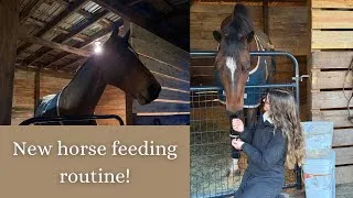 Thumbnail: New horse feeding routine!