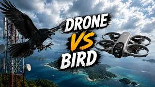 Thumbnail: My DJI Avata 360 vs. a Flock of Crows