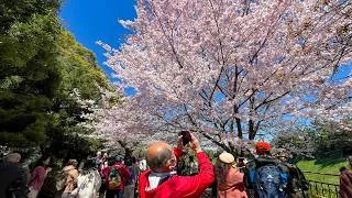 Thumbnail: What Cherry Blossom Season in Japan is Like