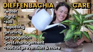 Thumbnail: Dieffenbachia House Plant Care 101 - How To Water, Repot, Prune, Propagation, Lighting, Soil & More