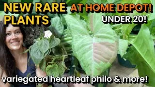 Thumbnail: NEW RARE PLANTS AT HOME DEPOT! RARE Philodendron, Snake Plants, Syngonium, Cactus, Pothos & More