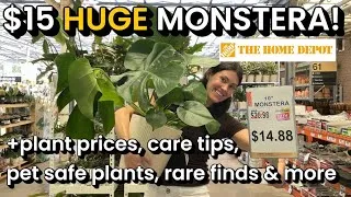Thumbnail: $15 BIG Monstera Deliciosa at 50% OFF HOME DEPOT PLANT SALE! Prices, Pet Safe Plants, Rare Plants