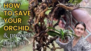 Thumbnail: How To Save a Dying Orchid From Root Rot - Houseplant Care 101