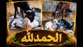 Thumbnail: Browni Ne Dia Pehla Bacha | Life With Hamza