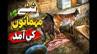 Thumbnail: Ab Mehman Ate Rahenge | Life With Hamza | New birds and animal vlog
