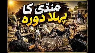 Thumbnail: Mandi Ka Tour | Life With Hamza | Animal vlog