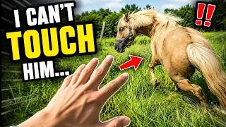 Thumbnail: 30 Days to Earn This Shy Horse's Trust | Day 1#Horse #HorseLife #HorseRiding