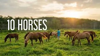 Thumbnail: Life With 10 Horses in Vietnam | A Peaceful Day on the Ranch