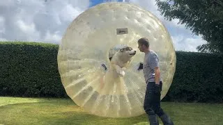 Thumbnail: Zorb Giant Dog Gets Inside Giant Ball! (Cutest Ever!!)