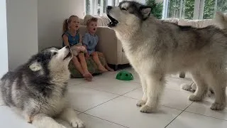 Thumbnail: How To Make Your Dog Howl Tutorial!
