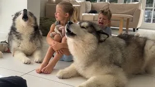 Thumbnail: Adorable Kids Teach Their Wolves To Howl! (Cutest Ever!!)