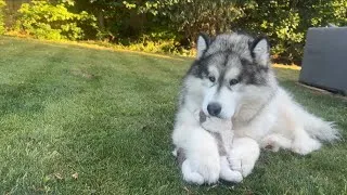 Thumbnail: Teddy’s Got A New Puppy! (So Cute!!) 