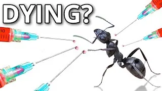 Thumbnail: I TRIED SAVING my DYING ANT COLONY!!