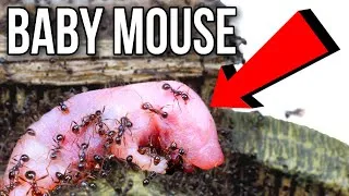 Thumbnail: I Fed My Ant Colony A Baby Mouse