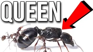 Thumbnail: I Kidnapped A Queen Ant From Its Colony