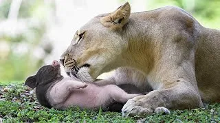 Thumbnail: Why Did This Lioness Adopt Piglets?