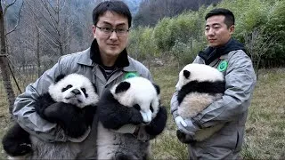 Thumbnail: How to “Own” a Baby Panda | Money Isn’t Enough
