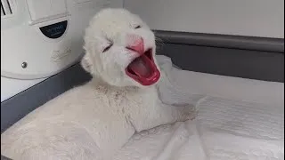 Thumbnail: A White Lion, Two Tiger Cubs, and the Dog Who Raised Them