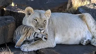 Thumbnail: A Lioness Raised a Tiger Cub | Destined to Be His Foster Mother