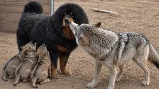 Thumbnail: A Mother Wolf Chose a Tibetan Mastiff to Father Her Pups | Raising the Hybrid Puppies for 20 Days