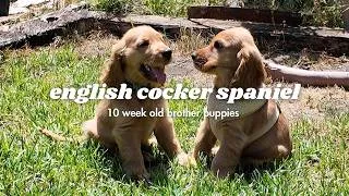 Thumbnail: Puppy Brothers Reunite | 10 weeks old | English Cocker Spaniel