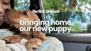 Thumbnail: 8 Week Old English Cocker Spaniel Puppy | First Day Home VLOG