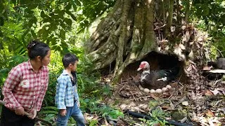 Thumbnail: The mother duck chose a wonderful shelter inside a large tree hollow to incubate her eggs—Linda an..