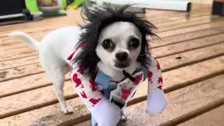 Thumbnail: When Chucky Shrinks… And Becomes a Chihuahua 😱🐶