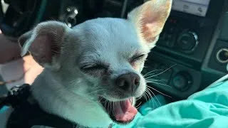 Thumbnail: Abbie Chihuahua’s Cutest & Funniest TikTok Moments