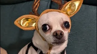 Thumbnail: My Chihuahua Tried On 8 Costumes… The Drama Was Real 😂