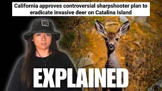 Thumbnail: The Catalina Deer Situation is Crazy | Lindsay Nikole