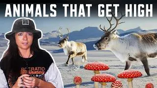 Thumbnail: Stoners of the Animal Kingdom | Lindsay Nikole