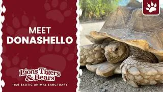 Thumbnail: Meet Our Rescued Tortoise, Donashello | Lions Tigers & Bears - The San Diego Animal Sanctuary®