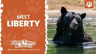 Thumbnail: Meet Liberty, Our Rescued Black Bear | Lions Tigers & Bears - The San Diego Animal Sanctuary®