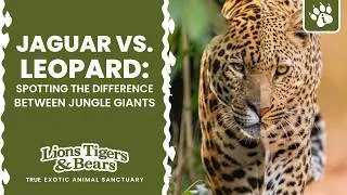 Thumbnail: Jaguar vs. Leopard: Spotting the Difference | Lions Tigers & Bears - The San Diego Animal Sanctuary®