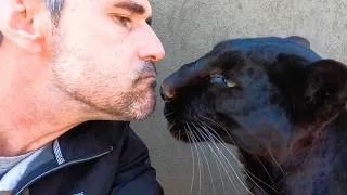 Thumbnail: Emotional Last Video for Special BLACK LEOPARD | The Lion Whisperer
