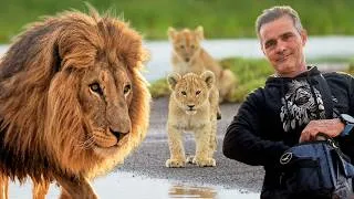 Thumbnail: Can We Save LIONS Across the World?  | The Lion Whisperer