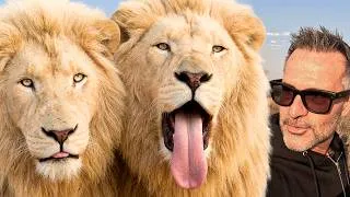 Thumbnail: ANIMAL REUNION! Can Kevin Use Meta Glasses with PRIDE of 6 Crazy LIONS? | The Lion Whisperer