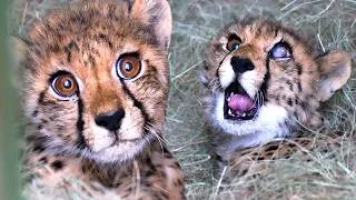 Thumbnail: Rescued CHEETAH CUBS Need Your Help! | The Lion Whisperer
