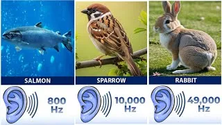 Thumbnail: Animal Hearing Range Comparison 👂🐘🦇