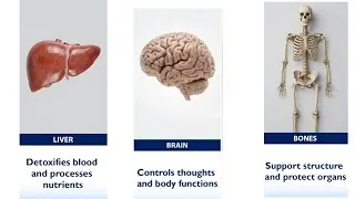 Thumbnail:  All Body Organs Explained Simply 🫀🧠 | Human Body Organs Made Easy