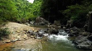 Thumbnail: Calming Forest Sounds, Relaxing Birdsong, Babbling Stream for Sleep and Stress Relief