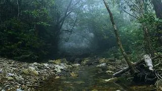 Thumbnail: Calming Natural Ambience, Peaceful Mystic Stream Water Sounds, Light Forest Birds