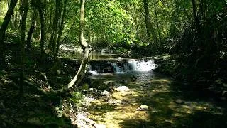 Thumbnail: Calming Forest Sounds, Peaceful Birdsong, Babbling Stream for Sleep and Stress Relief